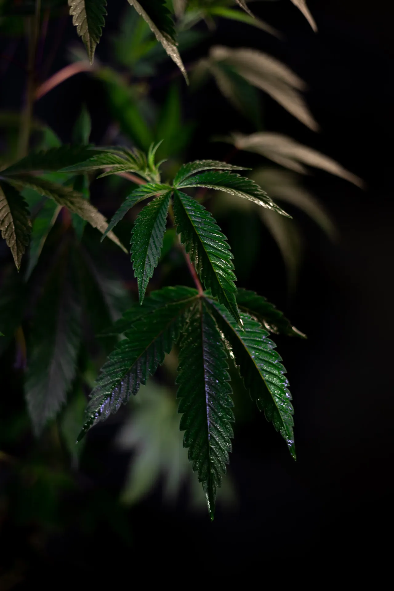 Hemp plant leaves against a dark background, the crop that Hemptex® hemp fabric is woven from